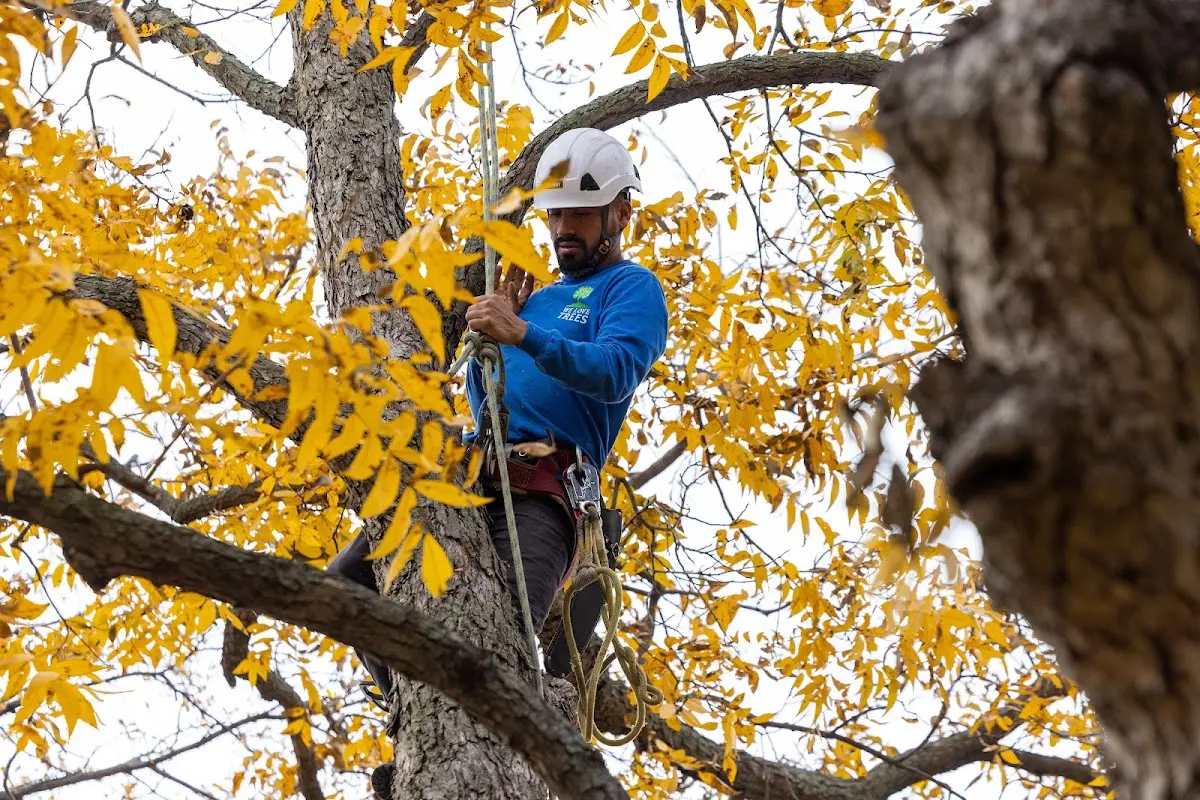 Skilled Tree Planing crew working in Rumford