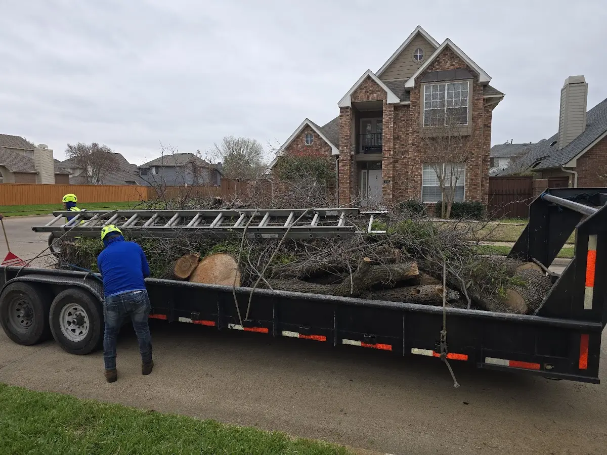 Expert Tree Pest Control with proper safety equipment in Rumford